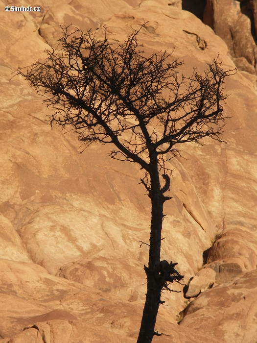 Sinaj - strom